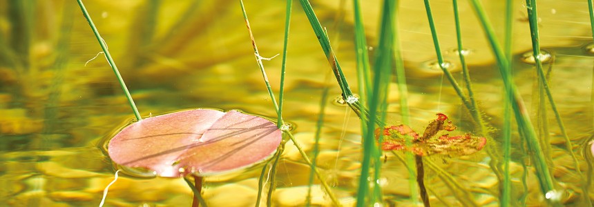 OASE Starterkulturen OASE Starterkulturen