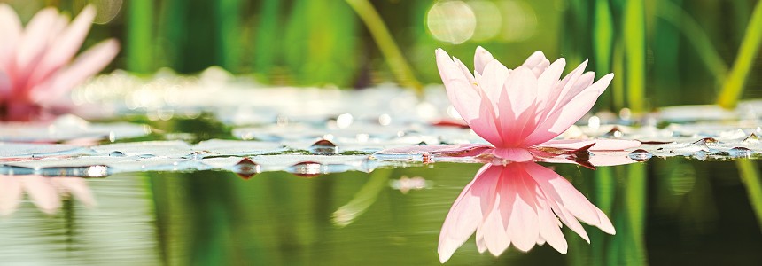 OASE B: Nährstoffe binden OASE B: Nährstoffe binden