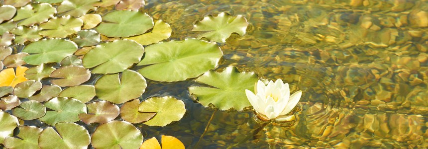 OASE C: Algen bekämpfen OASE C: Algen bekämpfen