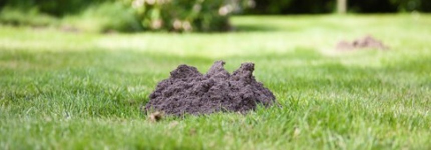 Rootbarrier Maulwurfschutz Rootbarrier Maulwurfschutz