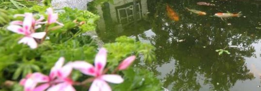 Rootbarrier Teichbau Rootbarrier Teichbau