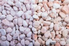 Rosa Corallo Zierkies getrommelt