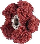 NW Schleifstern POLINOX D.25mm K.A 280 2-lagig 19100min-¹ PFERD (4000841828)