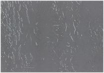 Ziro Veredelter Wandkork-Wanddesign | 600x300x3 mm | Stone on Sky 3 mm