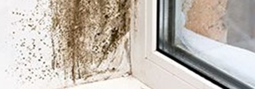 Redstone Schimmelsanierung (VIVO) Redstone Schimmelsanierung (VIVO)